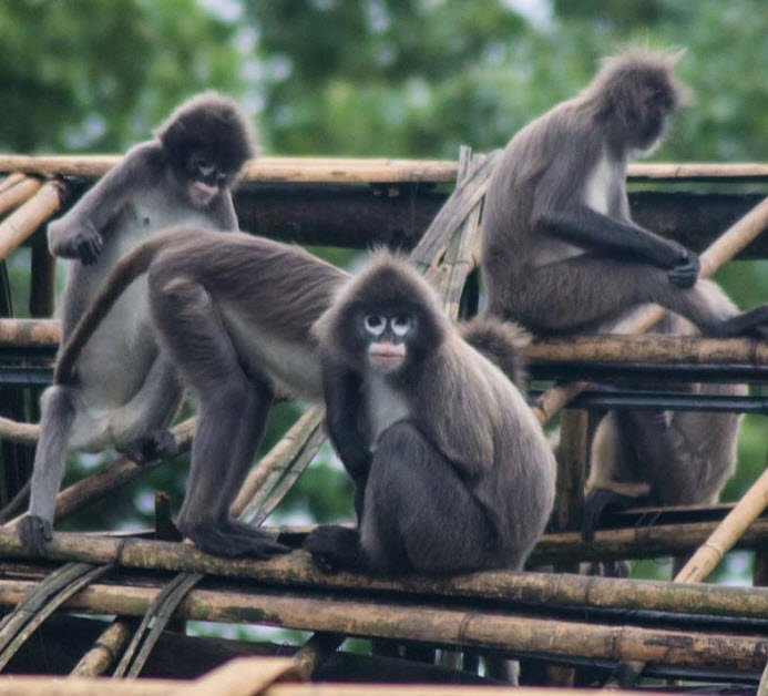 Sepahijala Wildlife Sanctuary, West Tripura, Tripura - Vushii.com Sepahijala Wildlife Sanctuary, West Tripura, Tripura - Vushii.com